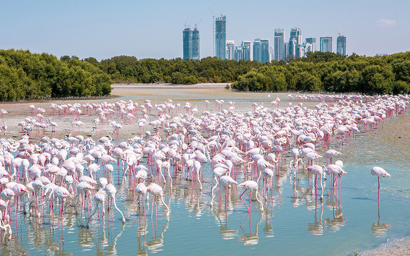 Group of flamingos in wetlands in front of Dubai city skyline
